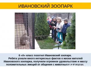 6 «А» класс посетил Ивановский зоопарк. Ребята узнали много интересных фактов о