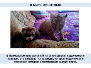 В Приморском крае амурский тигренок Шерхан подружился с хорьком. Это детеныш тиг