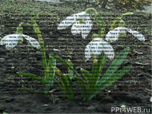      Перше весняне диво природи - це підсніжники та проліски. Це два брати, які відрізняються лише кольором: підсніжник - білий, а пролісок - блакитний. Вони одними з перших відкривають карнавал цвітіння весни. Чому такі тендітні, маленькі квіти не …