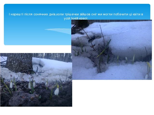 І нарешті після сонячних днів,коли трішечки зійшов сніг ми могли побачити ці квіти в усій їхній красі: