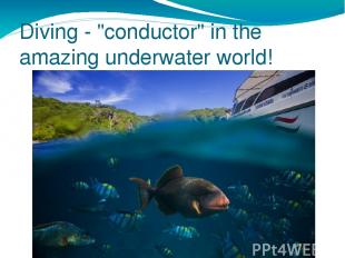 Diving - "conductor" in the amazing underwater world!