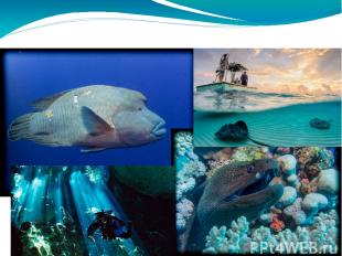 Amazing underwater world !!!!!!