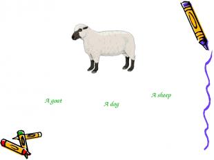 A goat A dog A sheep