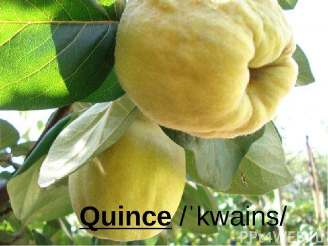  Quince /ˈkwains/
