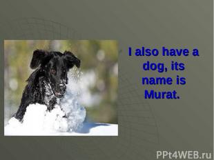 I also have a dog, its name is Murat.