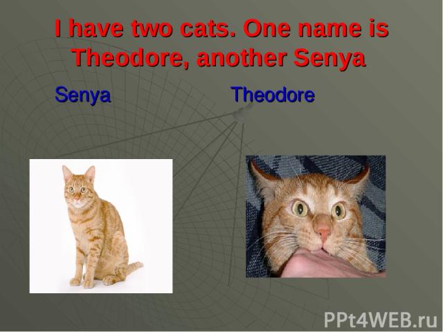 I have two cats. One name is Theodore, another Senya Senya Theodore