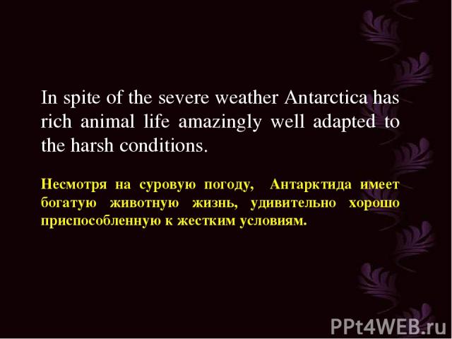 In spite of the severe weather Antarctica has rich animal life amazingly well adapted to the harsh conditions. Несмотря на суровую погоду, Антарктида имеет богатую животную жизнь, удивительно хорошо приспособленную к жестким условиям.
