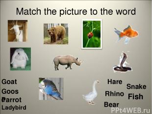 Match the picture to the word Goat Bear Fish Goose Hare Rhino Parrot Snake Ladyb