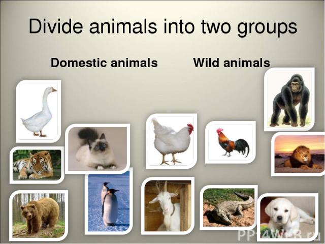 Divide animals into two groups Domestic animals Wild animals