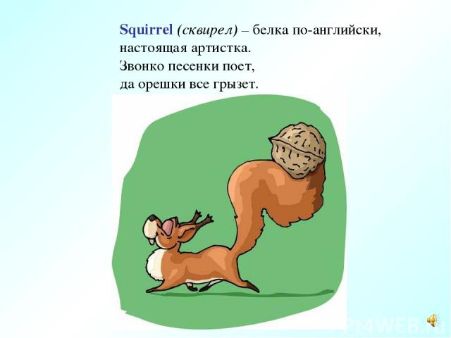 Squirrel (сквирел) – белка по-английски, настоящая артистка. Звонко песенки поет, да орешки все грызет.