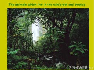 The animals which live in the rainforest and tropics