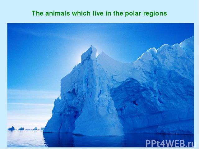 The animals which live in the polar regions
