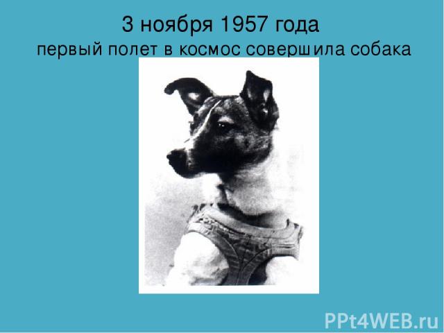 3 ноября 1957 года первый полет в космос совершила собака Лайка.