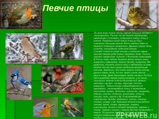 Певчие птицы Во всем мире певчие птицы имеют большой интерес и популярность. Рос