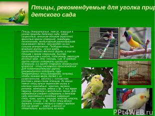 Птицы, рекомендуемые для уголка природы детского сада Птицы декоративные, певчие