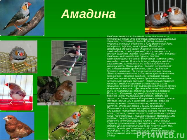 Амадина Амадины являются одними из привлекательных и популярных птиц. Это род птиц семейства вьюрковых ткачиков, составляет около 30 видов. Ловкие и подвижные птицы обитают в Юго-Восточной Азии, Австралии, Африке, на островах Малайского архипелага, …