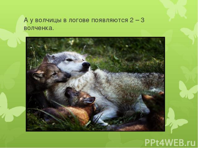 А у волчицы в логове появляются 2 – 3 волченка.