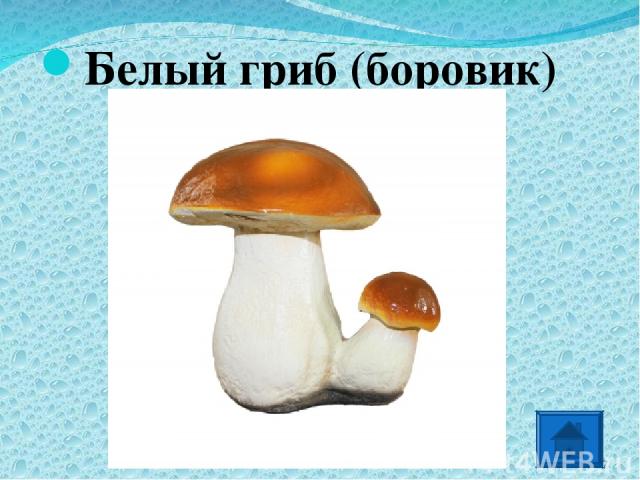 Белый гриб (боровик) *