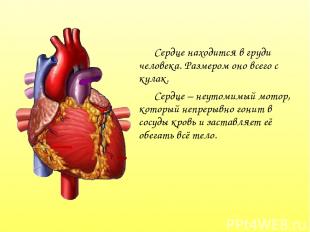 Сердце находится в груди человека. Размером оно всего с кулак. Сердце – неутомим