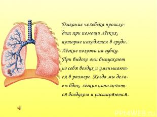 Дыхание человека происхо- дит при помощи лёгких, которые находятся в груди. Лёгк