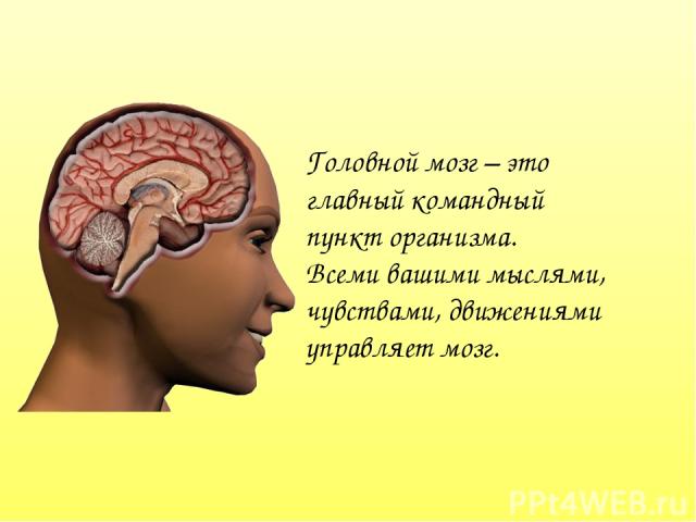 Головной мозг – это главный командный пункт организма. Всеми вашими мыслями, чувствами, движениями управляет мозг.