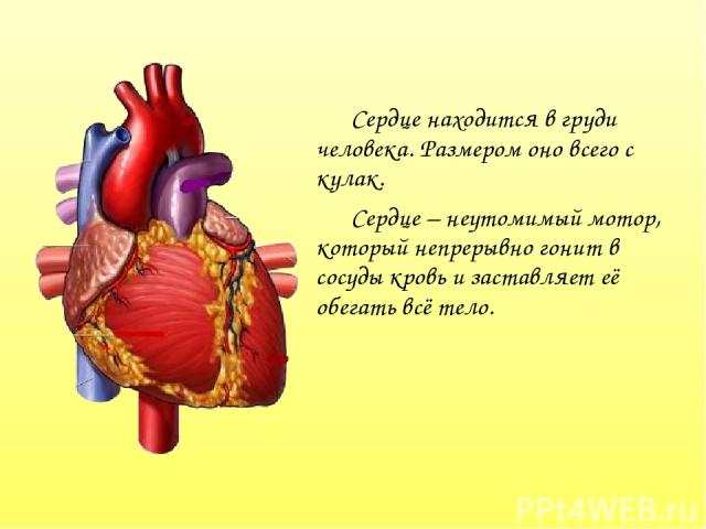 Сердце находится в груди человека. Размером оно всего с кулак. Сердце – неутомимый мотор, который непрерывно гонит в сосуды кровь и заставляет её обегать всё тело.