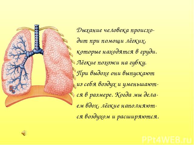 Дыхание человека происхо- дит при помощи лёгких, которые находятся в груди. Лёгкие похожи на губку. При выдохе они выпускают из себя воздух и уменьшают- ся в размере. Когда мы дела- ем вдох, лёгкие наполняют- ся воздухом и расширяются.