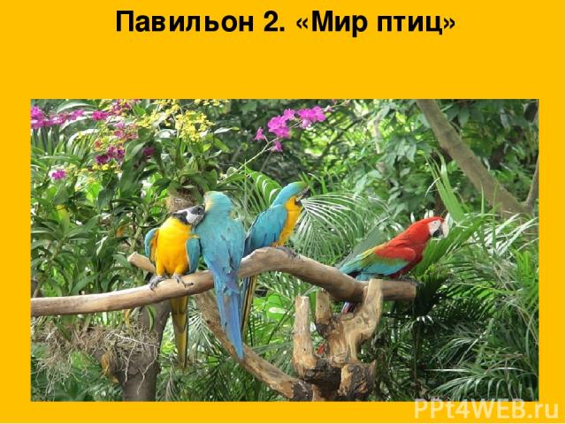 Павильон 2. «Мир птиц»