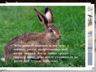 Заяц-беляк — это травоядное животное… Зайцы-беляки не имеют проблем с питанием.