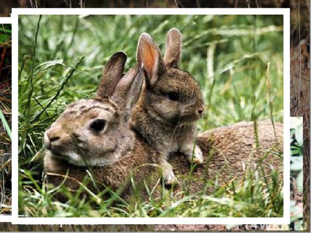 Потомство зайца-беляка… Потомство зайчихи приносят три раза в год. Но в Якутии, Арктике и на Чукотке только один раз в год. Окот зайца-беляка обычно проходит на поверхности земли, в укромном месте. Лишь на Крайнем Севере зайчихи иногда роют неглубок…