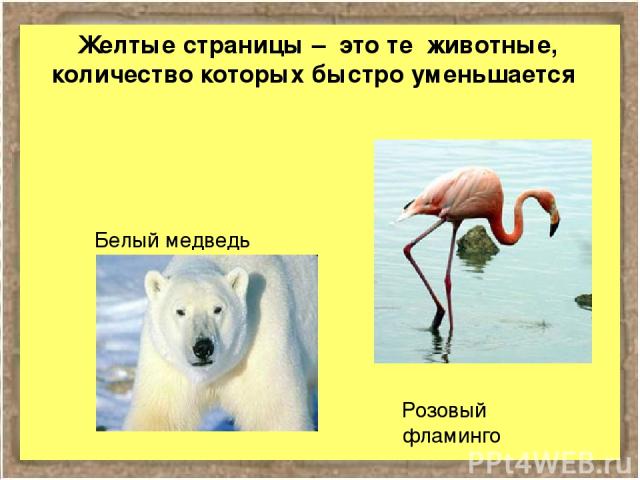 Желтые страницы – это те животные, количество которых быстро уменьшается Розовый фламинго Белый медведь