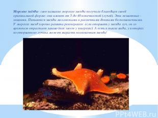 Морские звёзды- свое название морские звезды получили благодаря своей оригинальн