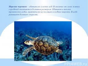 Морские черепахи – обитатели соленых вод. В отличие от своих земных сородичей от