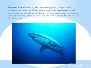Большая белая акула  — одна из самых крупных и агрессивных океанических хищников