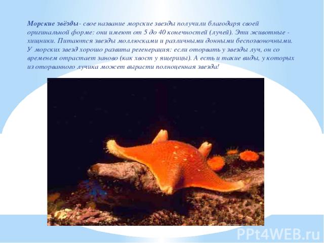 Морские звёзды- свое название морские звезды получили благодаря своей оригинальной форме: они имеют от 5 до 40 конечностей (лучей). Эти животные - хищники. Питаются звезды моллюсками и различными донными беспозвоночными. У морских звезд хорошо разви…