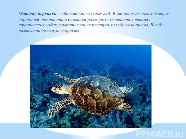 Морские черепахи – обитатели соленых вод. В отличие от своих земных сородичей отличаются большим размером. Обитают в теплых тропических водах, практически не посещая холодные широты. В воде развивают большую скорость.