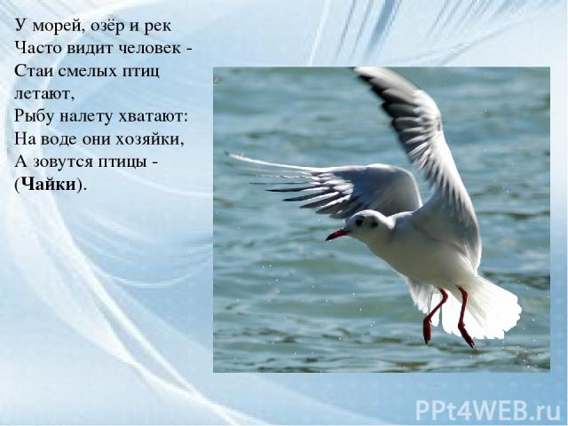 У морей, озёр и рек Часто видит человек - Стаи смелых птиц летают, Рыбу налету хватают: На воде они хозяйки, А зовутся птицы - (Чайки).