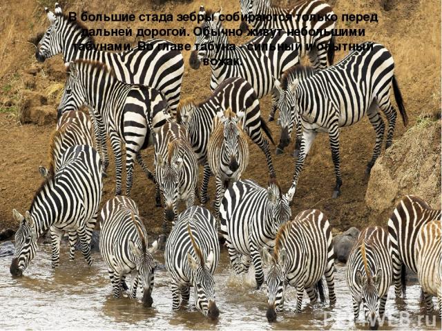 В большие стада зебры собираются только перед дальней дорогой. Обычно живут небольшими табунами. Во главе табуна - сильный и опытный вожак.