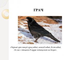 ГРАЧ «Черный грач такой крикливый, непоседливый, болтливый, Он нас с птицами в о