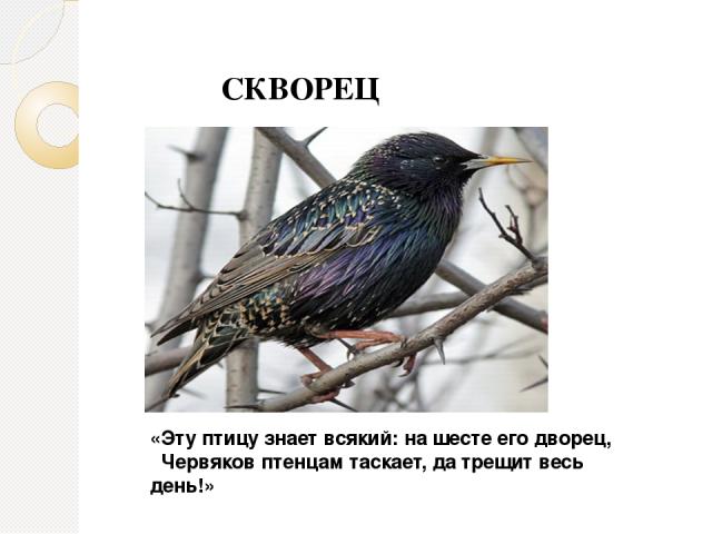 СКВОРЕЦ «Эту птицу знает всякий: на шесте его дворец, Червяков птенцам таскает, да трещит весь день!»