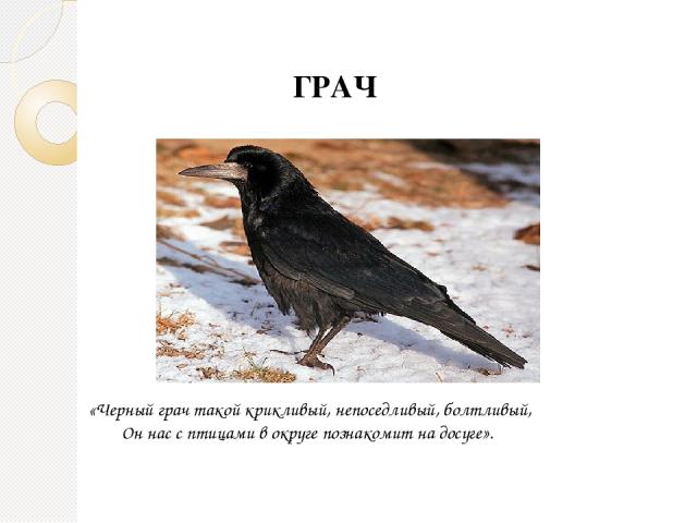 ГРАЧ «Черный грач такой крикливый, непоседливый, болтливый, Он нас с птицами в округе познакомит на досуге».