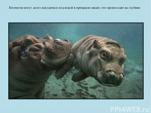 Бегемоты могут долго находиться под водой и прекрасно видят, что происходит на г