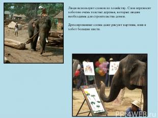 Люди используют слонов по хозяйству. Слон переносит хоботом очень толстые деревь