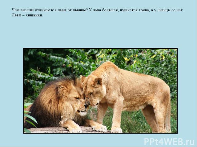 Чем внешне отличаются львы от львицы? У льва большая, пушистая грива, а у львицы ее нет. Львы – хищники.
