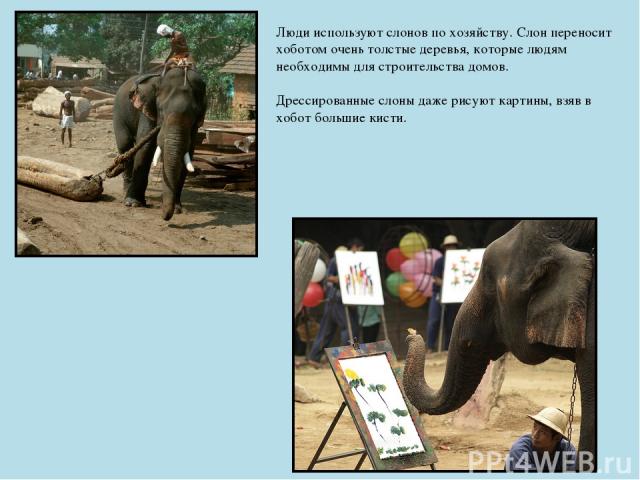 Люди используют слонов по хозяйству. Слон переносит хоботом очень толстые деревья, которые людям необходимы для строительства домов. Дрессированные слоны даже рисуют картины, взяв в хобот большие кисти.