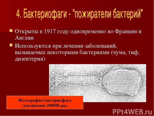 Открыты в 1917 году одновременно во Франции и Англии Используются при лечении заболеваний, вызываемых некоторыми бактериями (чума, тиф, дизентерия) Фотография бактериофага (увеличение 500000 раз
