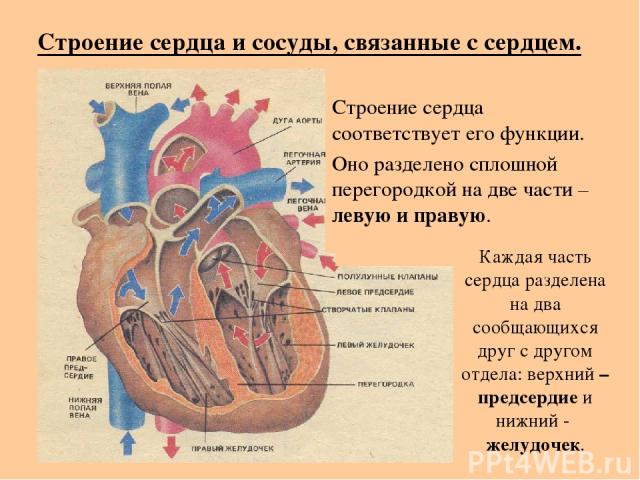 Строение сердца и сосуды, связанные с сердцем. Строение сердца соответствует его функции. Оно разделено сплошной перегородкой на две части – левую и правую. Каждая часть сердца разделена на два сообщающихся друг с другом отдела: верхний – предсердие…