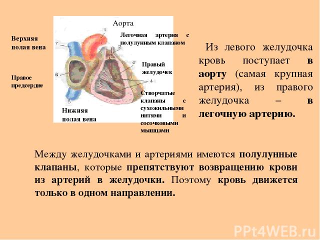 Из левого желудочка кровь поступает в аорту (самая крупная артерия), из правого желудочка – в легочную артерию. Аорта Легочная артерия с полулунным клапаном Правый желудочек Створчатые клапаны с сухожильными нитями и сосочковыми мышцами Нижняя полая…