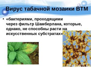 Вирус табачной мозаики ВТМ «бактериями, проходящими через фильтр Шамберлана, кот