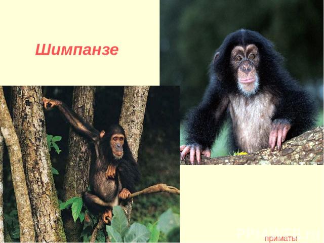 Шимпанзе приматы